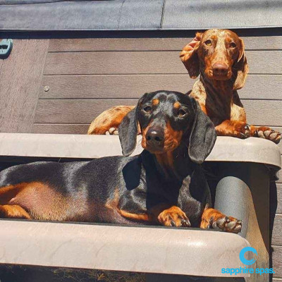 happy puppy customers thanks to the team @ Country Rubber & Foam Tamworth